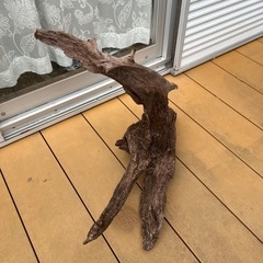 流木〈アクアリウム、テラリウム、熱帯魚〉の画像