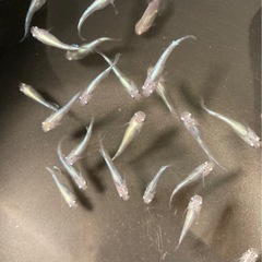 改良メダカ  若魚  15匹  ✨幹之✨の画像