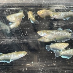 めだか・フロマージュ1匹の画像