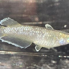 めだか・フロマージュ1匹の画像