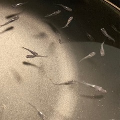 改良メダカ  稚魚  10匹  ✨ムラサキ✨の画像