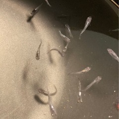 改良メダカ  稚魚  10匹  ✨ムラサキ✨の画像