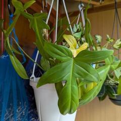 🚨本日来られる方に❗ステータス、スキンダプサス、ヤッコカズラ吊り鉢のまま差し上げます。観葉植物🪴早く来られる方優先❗早いもの勝ち❗の画像