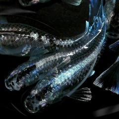 メダカ　ミッドナイトフリル体外光　稚魚　の画像