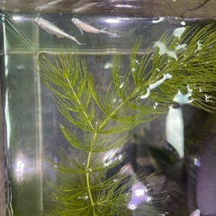 白メダカ　卵 5個の画像