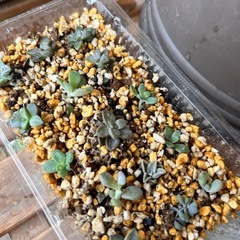 多肉植物①色々MIXの画像