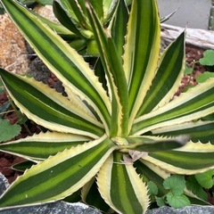 五色万代　アガベ・ロファンサの画像