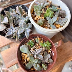 多肉植物②色々MIXの画像