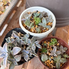 多肉植物②色々MIXの画像