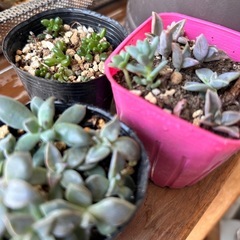 多肉植物③色々MIXの画像