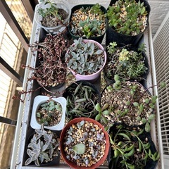 多肉植物④大量色々MIXの画像