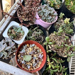 多肉植物④大量色々MIXの画像