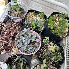 多肉植物④大量色々MIXの画像