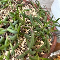 多肉植物⑤グリーンネックレス鉢付きの画像