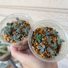 多肉植物⑥色々MIXの画像