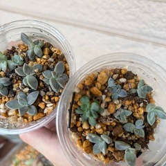 多肉植物⑥色々MIXの画像