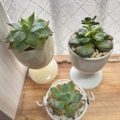 多肉植物⑦3個セットの画像