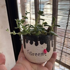多肉植物⑧のびのび多肉とリメイク鉢の画像