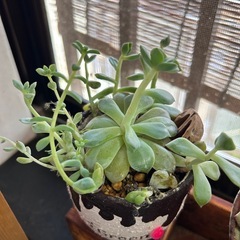 多肉植物⑧のびのび多肉とリメイク鉢の画像