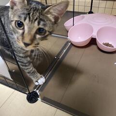 すだち
