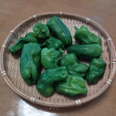 🌿【無料でお譲りします】地元農家さんからいただいた新鮮野菜🌿の画像