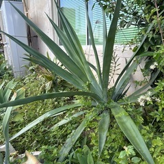 アガベの画像