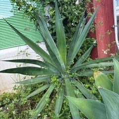 アガベの画像