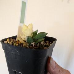 宝草錦の画像