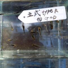 五式typcR白GODの画像