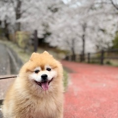 SOS🆘2週間程で保健所に行きます