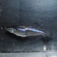 改良メダカ　稚魚の画像
