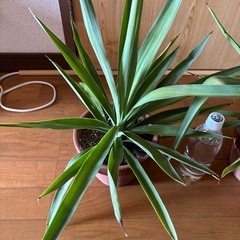観葉植物🪴🪴2個セットの画像