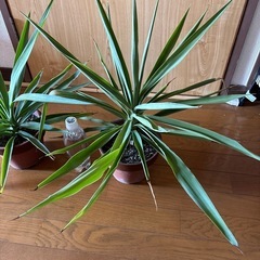 観葉植物🪴🪴2個セットの画像