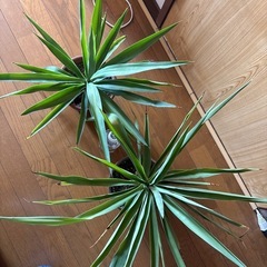観葉植物🪴🪴2個セットの画像