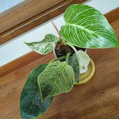 金運アップ✨フィロデンドロン　バーキン　観葉植物の画像