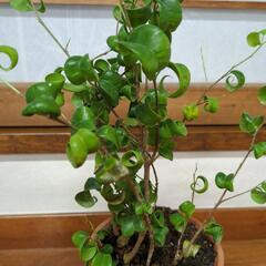 ベンジャミン　バロック　観葉植物の画像