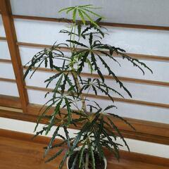 アラレア　観葉植物の画像