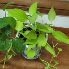 ポトス&ポトスライム　一鉢500円🌿の画像