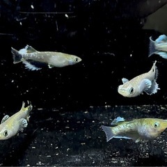 【メダカ】　フロマージュ　1ペアの画像
