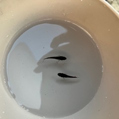 ガジャ　斑リムタイプの画像