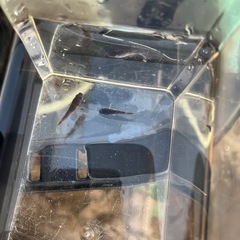 ガジャ　斑リムタイプの画像