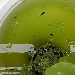 【停止】第5弾　メダカ稚魚　現物出品　+@　日時指定有りの画像
