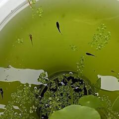 【停止】第5弾　メダカ稚魚　現物出品　+@　日時指定有りの画像