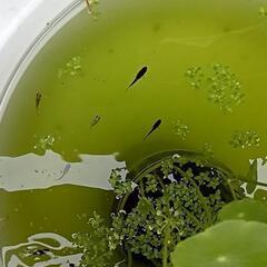 【停止】第5弾　メダカ稚魚　現物出品　+@　日時指定有りの画像