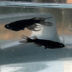 ガジャ　斑リムタイプの画像
