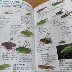 昆虫図鑑NEOPOCKETの画像