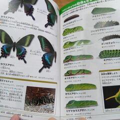 昆虫図鑑NEOPOCKETの画像