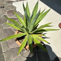 アガベ　ベネズエラ　観葉植物の画像