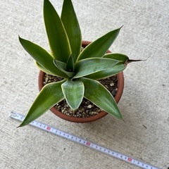 アガベ　ベネズエラ　観葉植物の画像