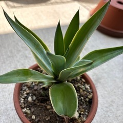 アガベ　ベネズエラ　観葉植物の画像